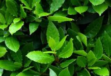 Kako si lahko lajšamo težave z Loverjevim listom?