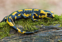 Strupena past v gozdu: zakaj je močerad smrtonosna grožnja za vašega psa istockphoto