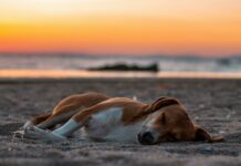 “Tiha morilka v pasjem srcu: smrtonosni spominek z dopusta” pexels