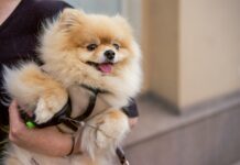 Zakaj so mali psi tako priljubljeni – in zakaj lahko postanejo najdražji hišni ljubljenčki? vir:pexels