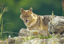 Šakal na podeželju: kmetje v primežu novih plenilcev