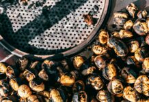 Ko zadiši po jeseni: čarobni svet kostanja 🍁 pexels-meruyert