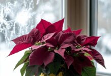 Rdeča kraljica zime: najlepši nasveti za nego božične zvezde