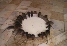 Zdravstvena reforma v praksi: prenova v UKC prinesla ščurke in podgane!