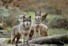 Brutalnost brez meja: 18 volkov obležalo mrtvih