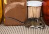 Smrtonosni hantavirus znova straši: kako nevaren je v resnici in ali nas mora skrbeti?