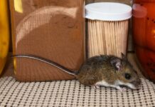 Smrtonosni hantavirus znova straši: kako nevaren je v resnici in ali nas mora skrbeti?