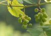 KATASTROFA V SLOVENSKIH VINOGRADIH: Suša in vročina pobijata trte – vina bo do 70 % manj, cene pa v nebo!