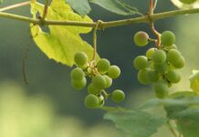 KATASTROFA V SLOVENSKIH VINOGRADIH: Suša in vročina pobijata trte – vina bo do 70 % manj, cene pa v nebo!