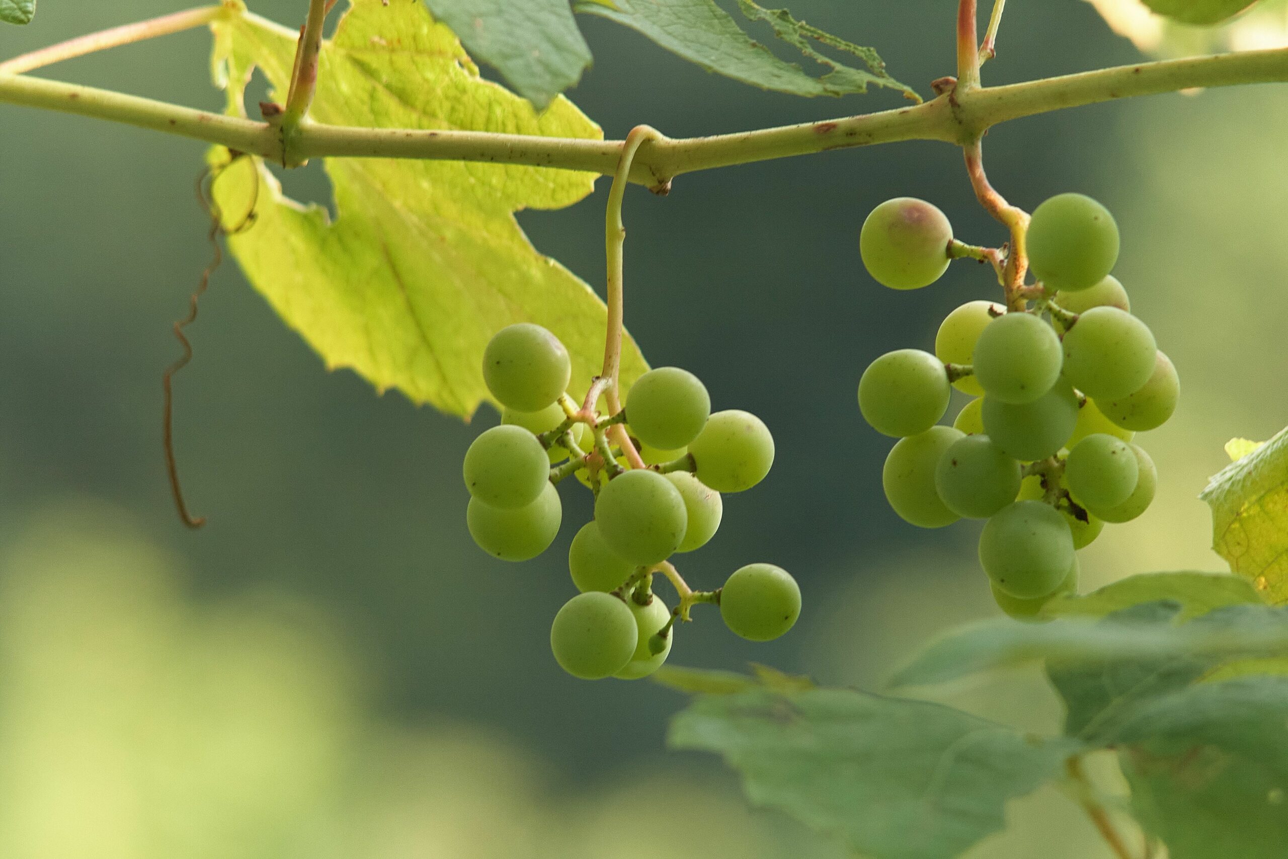KATASTROFA V SLOVENSKIH VINOGRADIH: Suša in vročina pobijata trte – vina bo do 70 % manj, cene pa v nebo!