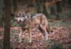 Volkovi se širijo po Sloveniji: 16 tropov, nov trop na Pohorju in vse več konfliktov z ljudmi volk