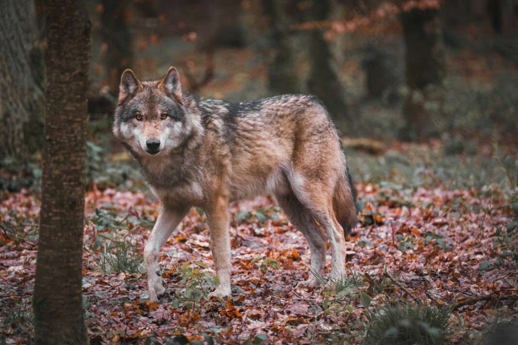 volk