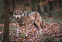 Volkovi se širijo po Sloveniji: 16 tropov, nov trop na Pohorju in vse več konfliktov z ljudmi volk